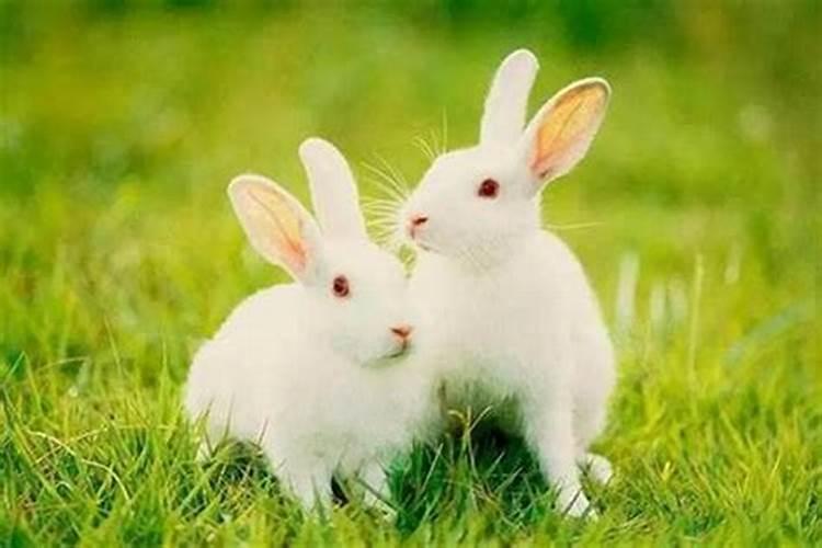 属兔的吉祥色是什么颜色的呢