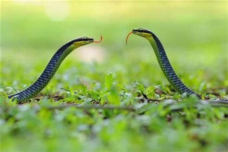 梦见两条蛇互相缠绕咬自己