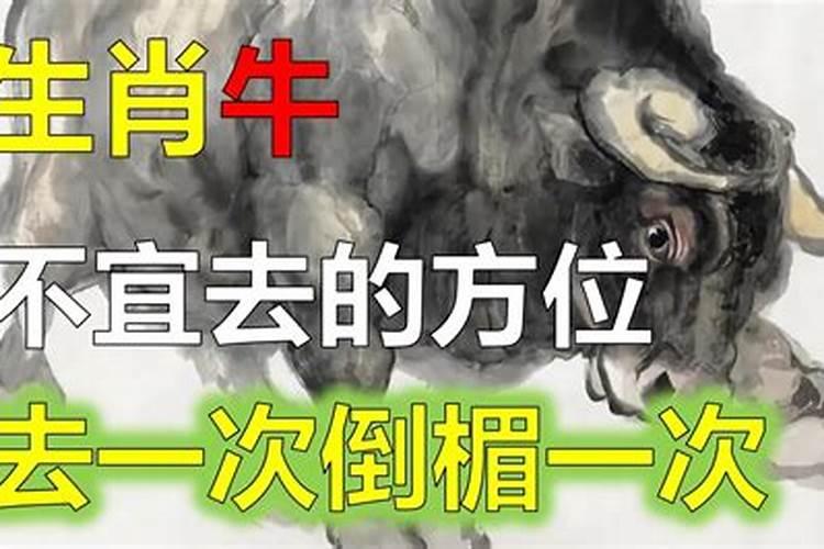 属牛去西北方