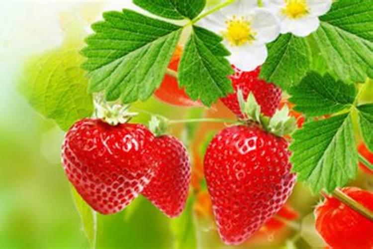 梦见草莓预示着什么