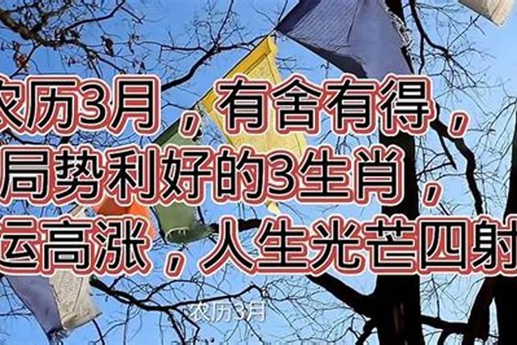 形容光芒四射打一生肖