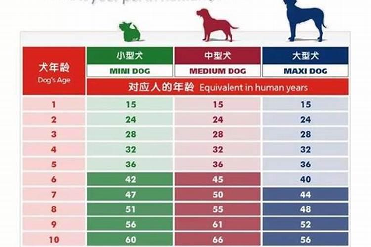 属狗的年份表和年龄