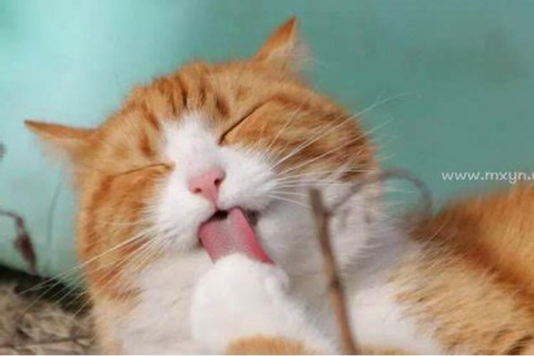 梦见猫咬自己是什么预兆脚趾头
