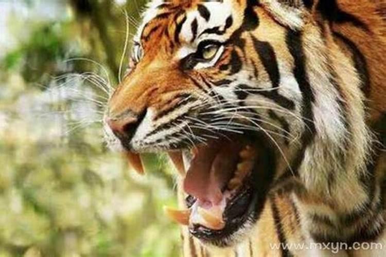 经常梦见老虎是什么预兆