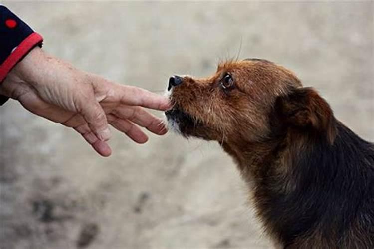 梦见死人对话跟狗撕咬我好不好