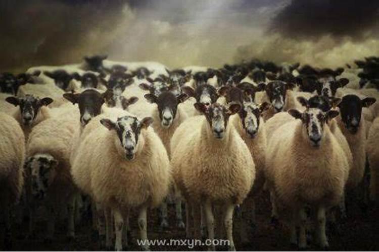 病人梦见羊群是什么预兆