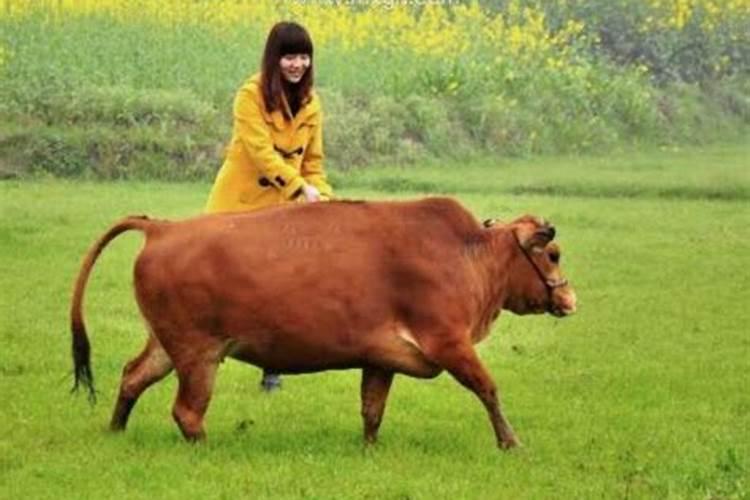 梦见前妻在放牛是什么意思啊