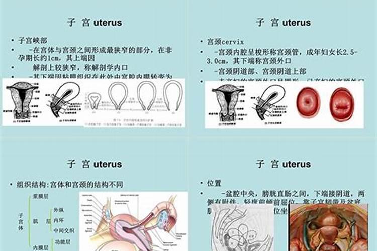 梦见女人生殖部位解梦