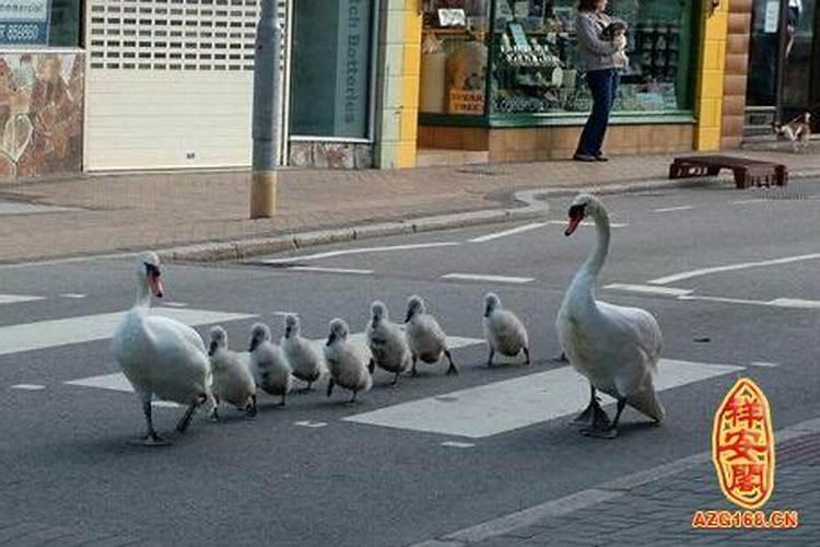 梦见情人走路送我回家