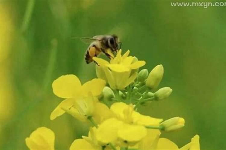 济阳中秋节的习俗