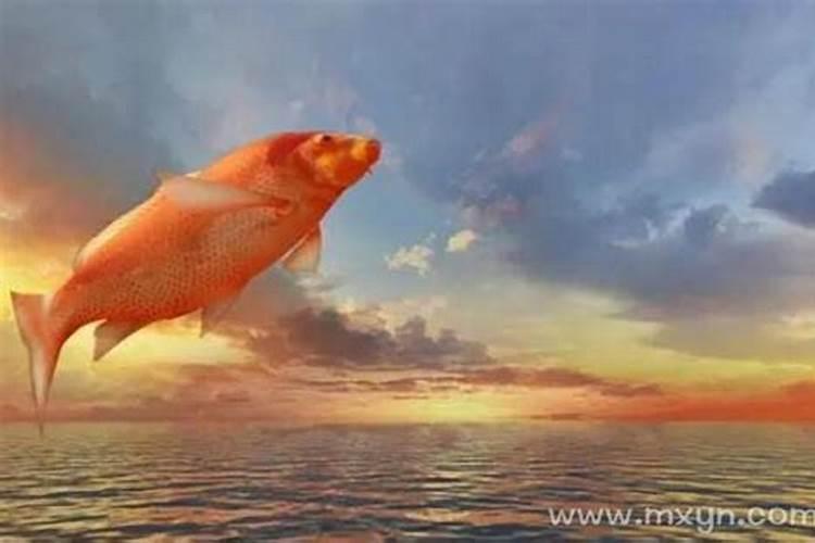 梦见红色的鲤鱼跳出来是什么意思