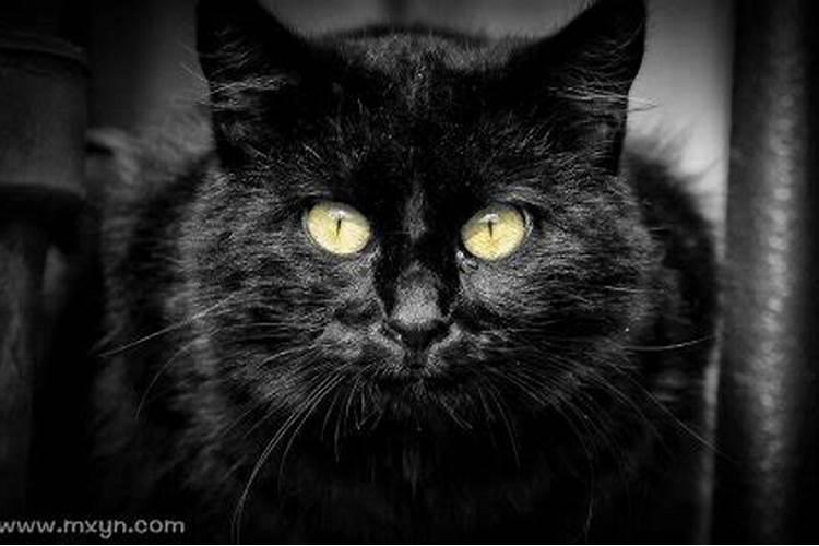 梦见黑猫扑向自己吓醒周公解梦