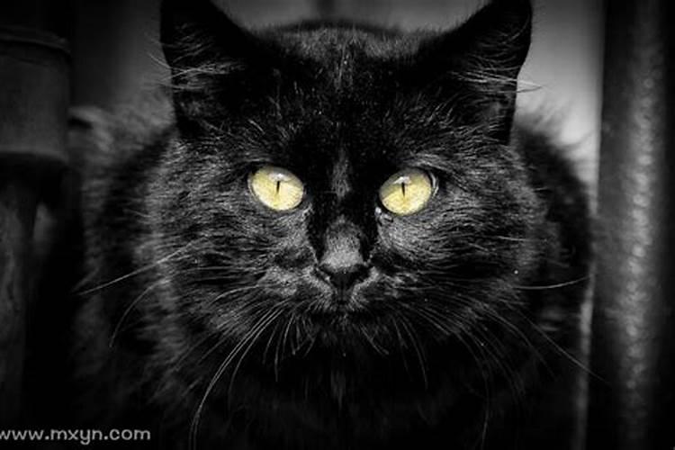 梦到黑猫攻击自己是什么意思