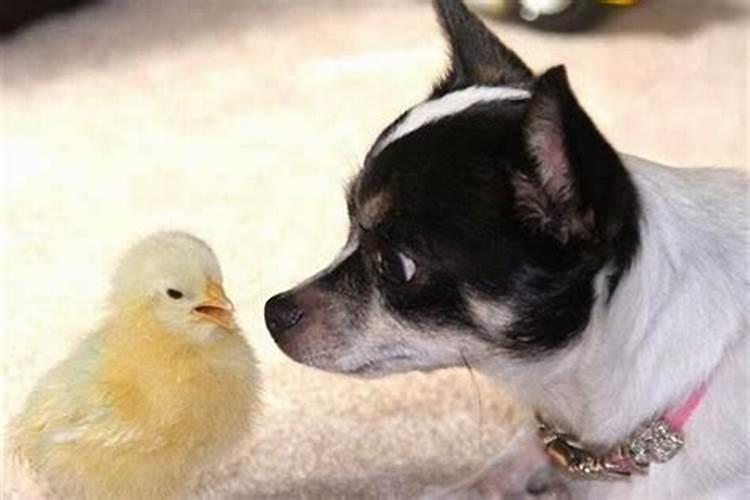 鸡和狗的生肖在一家能和谐吗