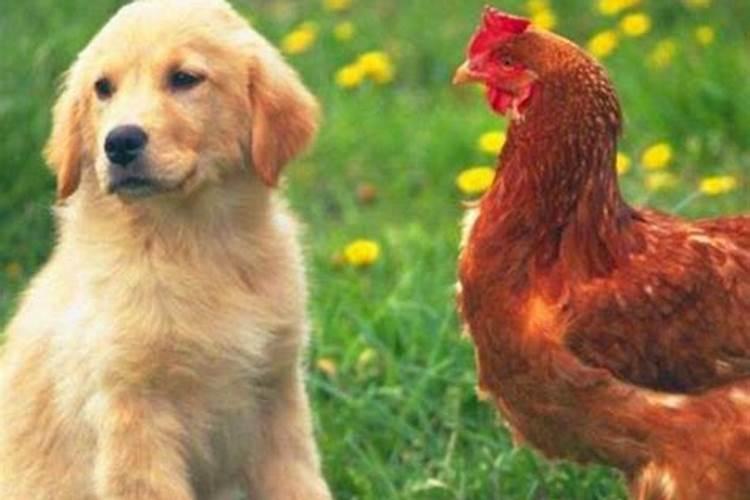 鸡和狗的生肖在一家能和谐吗