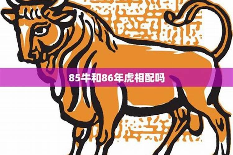 73年牛和86年虎事业合不合