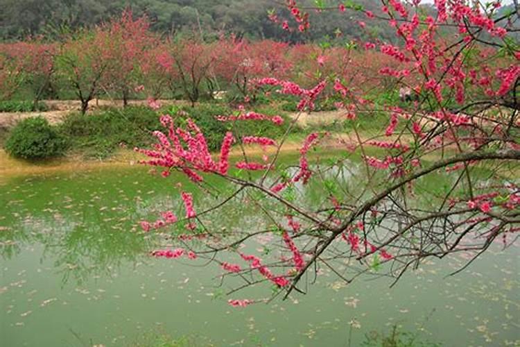 风水犯桃花水是什么意思