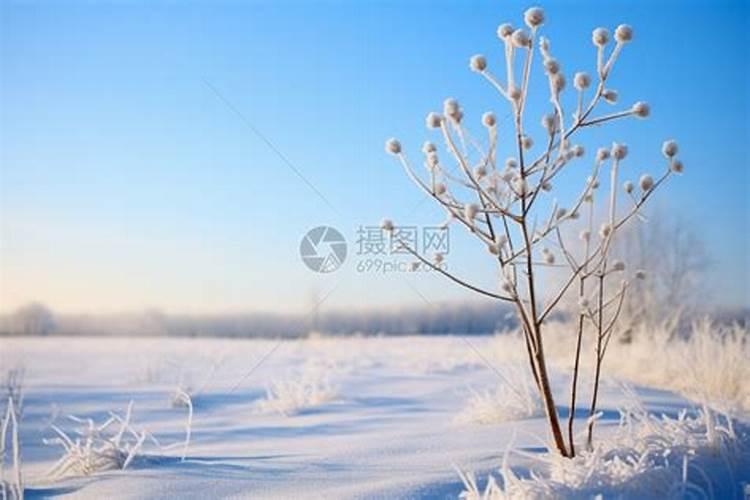 梦见白茫茫一片的雪是什么征兆