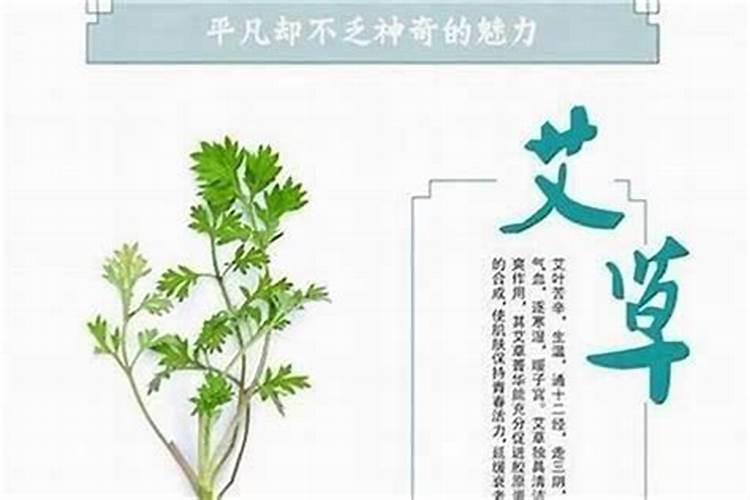 佩戴艾草能化解太岁吗