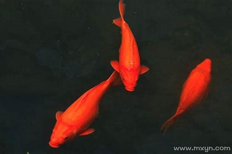 梦到很多红色的鲤鱼什么意思