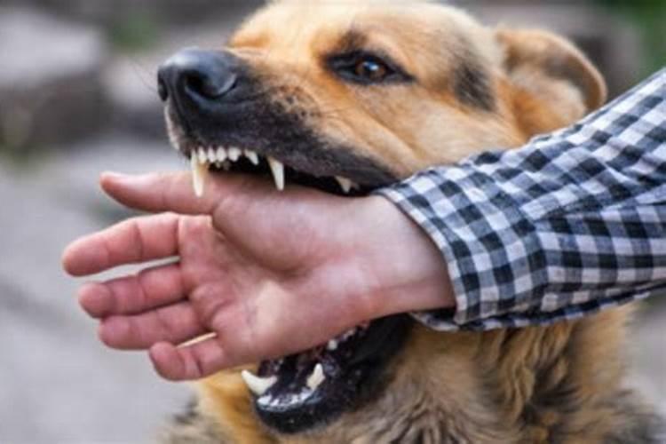 梦见狗咬自己手是什么预兆