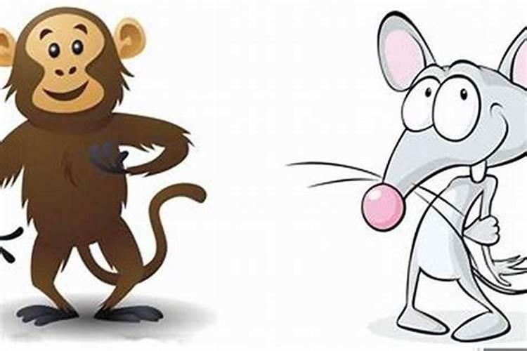 属鼠与猴男能合婚吗