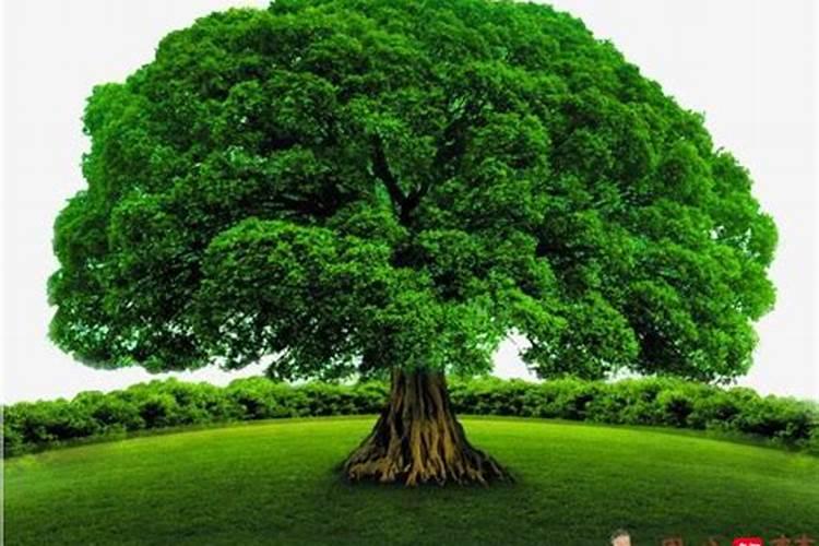 梦见大树是什么意思是什么