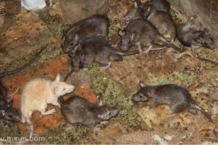 梦到地上有好多死老鼠