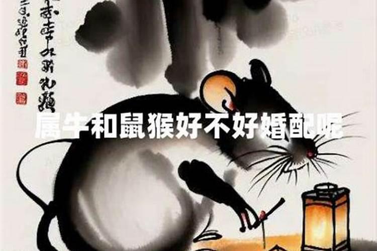 属鼠的属猴的感情好不好