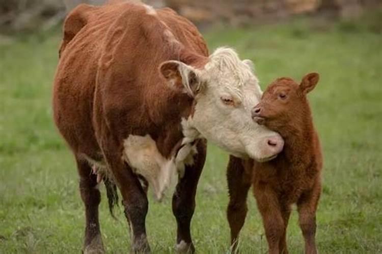梦见牛生了小牛是什么意思孕妇