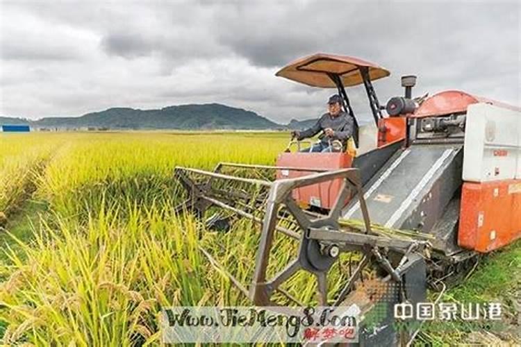 梦见收割庄稼又在下雨是什么意思