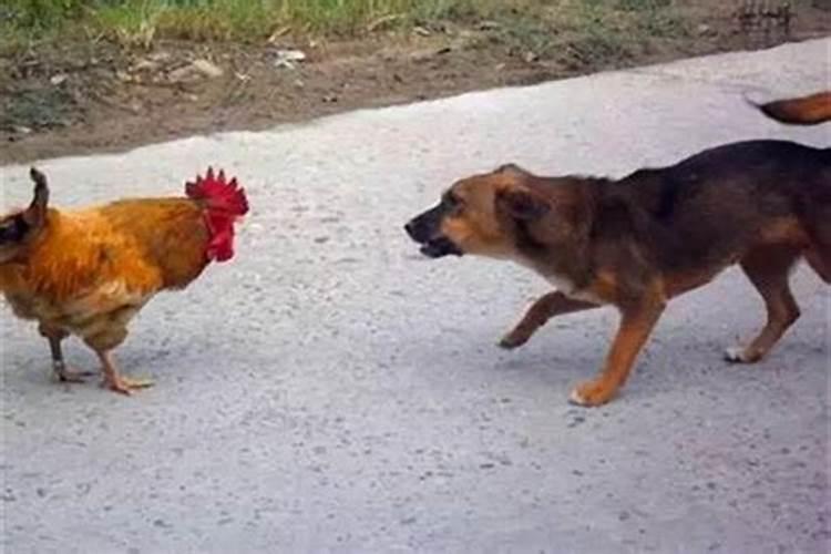 鸡跟狗相合不合