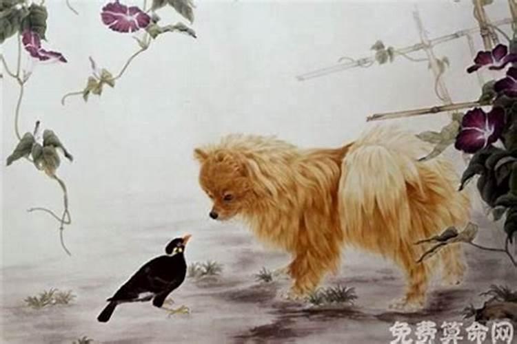 生肖狗与猪的关系