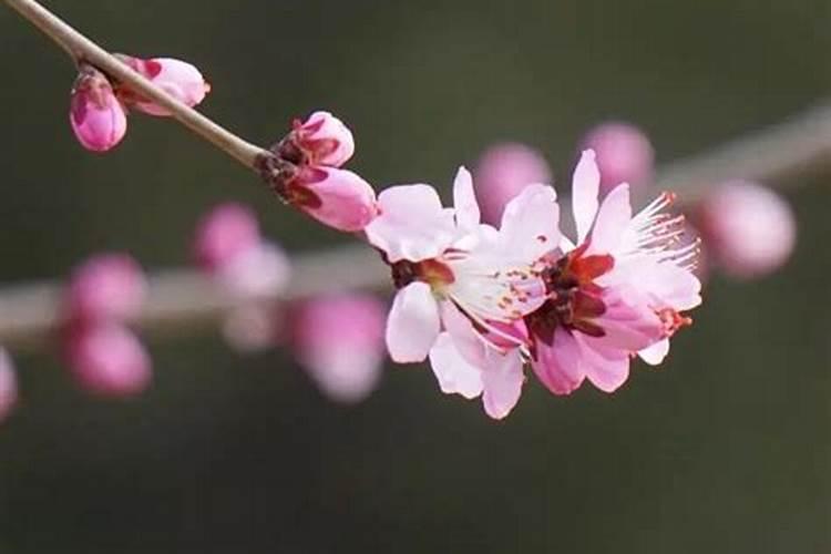 女人命犯烂桃花怎么化解