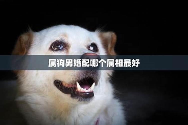 梦见母猪和小猪是什么意思啊