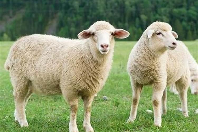 羊和妈八字合吗