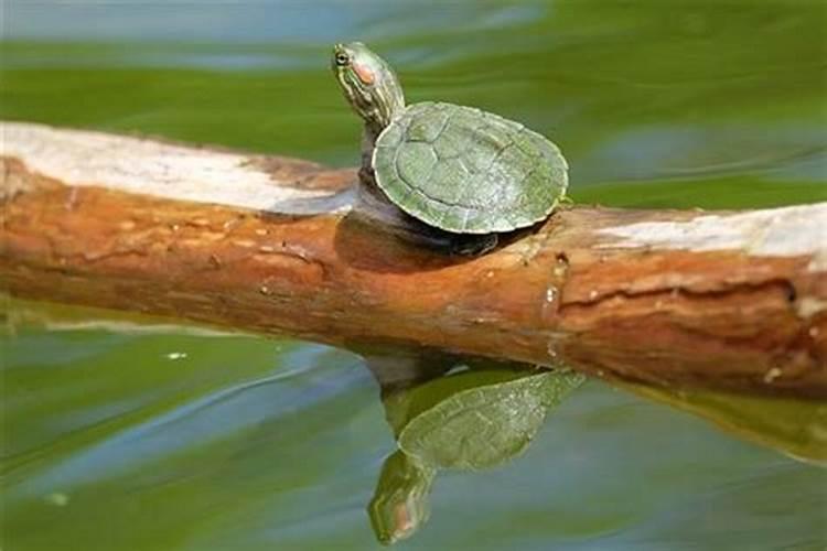 梦见好多大乌龟在水里游什么意思