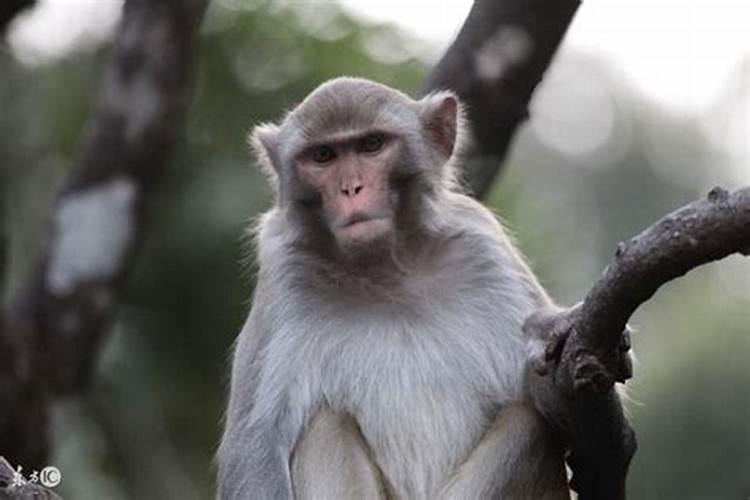 80年属猴人终身寿命，1980属猴寿命多少岁了