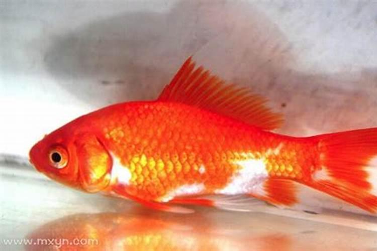 梦到红色的鱼预示着什么