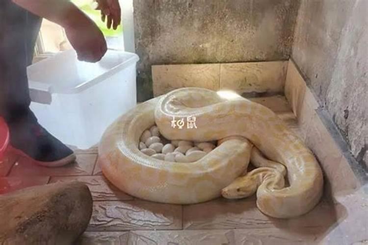 属猪人种什么植物好