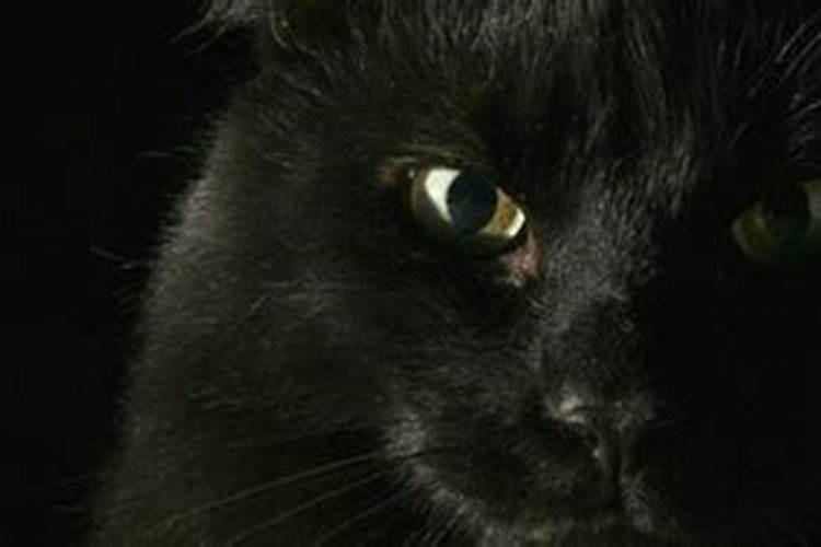 梦见黑猫什么意思进家