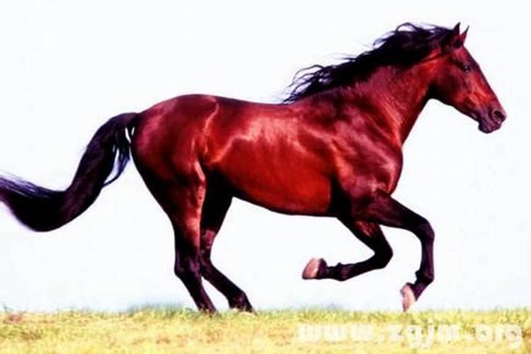 梦见红马是什么预兆解梦
