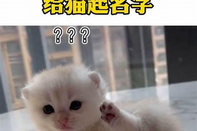 冬至出生的猫咪取名字可爱