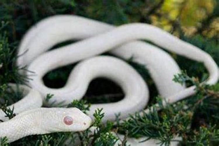 怀孕期梦见白蛇是什么意思
