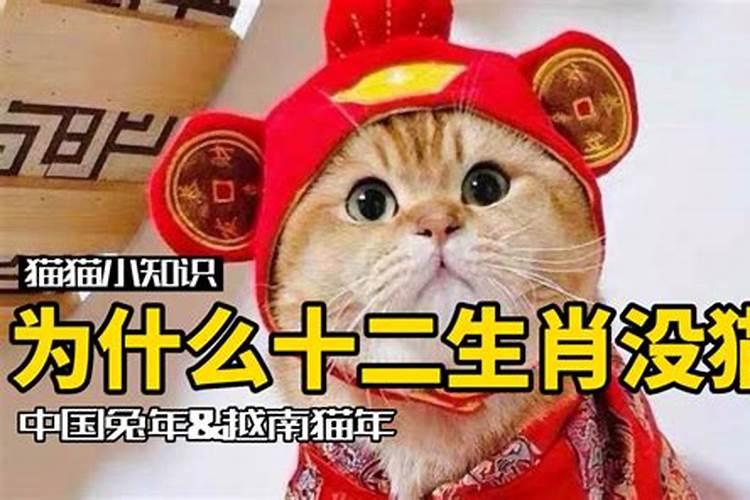 为什么十二生肖里没有猫