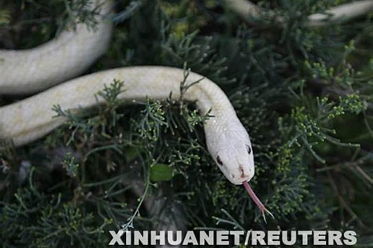 千年白蛇的动物是什么生肖