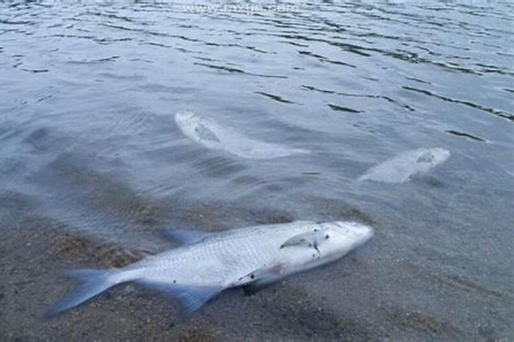 梦见大海和很多死鱼