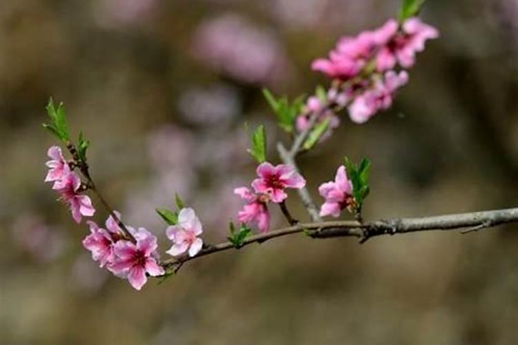 属鸡正缘桃花哪年