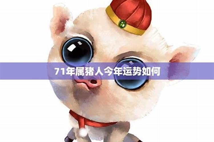 属猪人2017感情运势