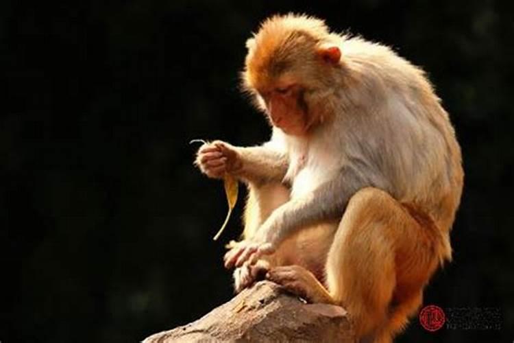 男猴和女猴适合做夫妻吗属相